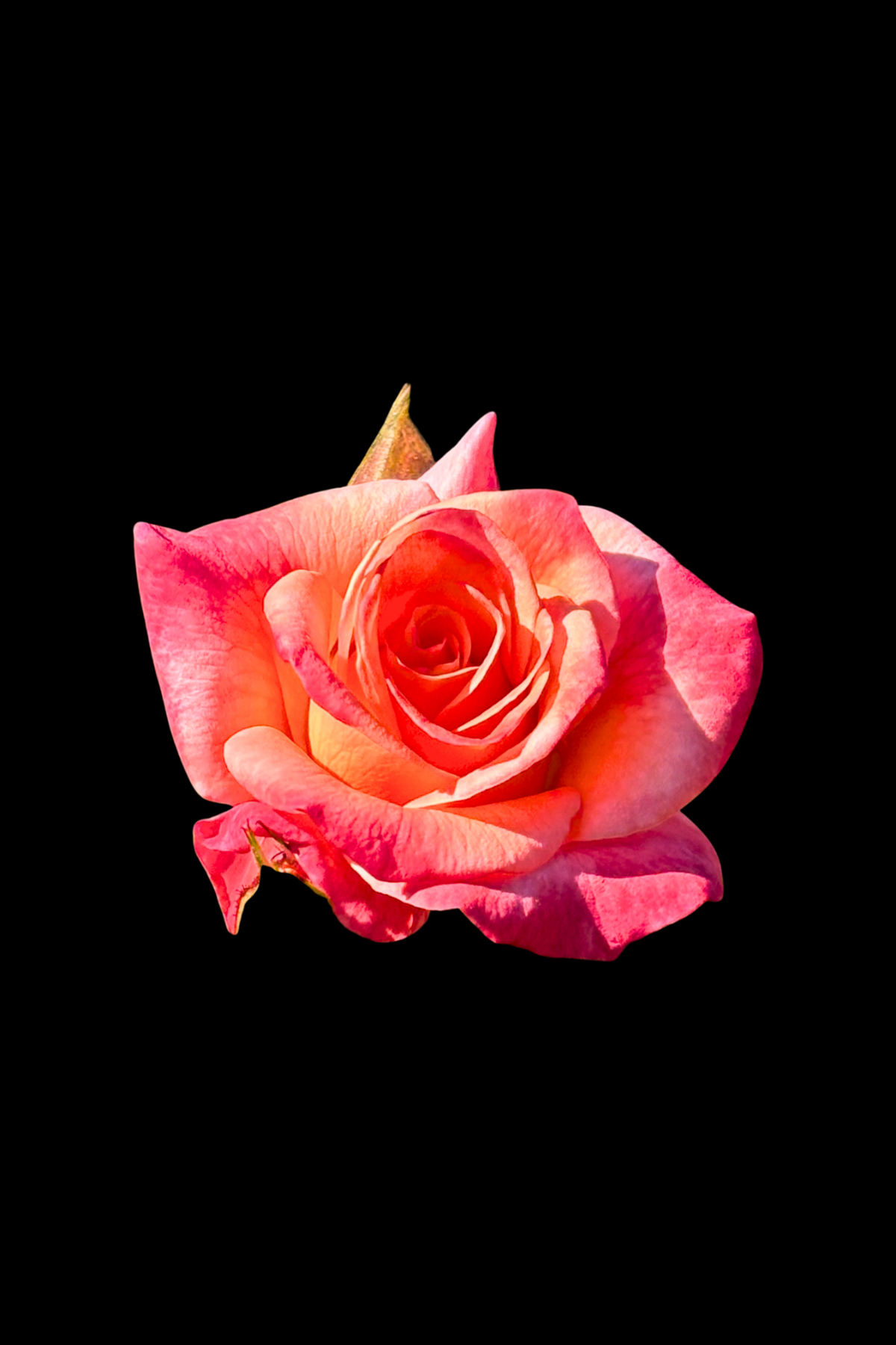 Flower Photo 4”x6” Mini Print - Black Background