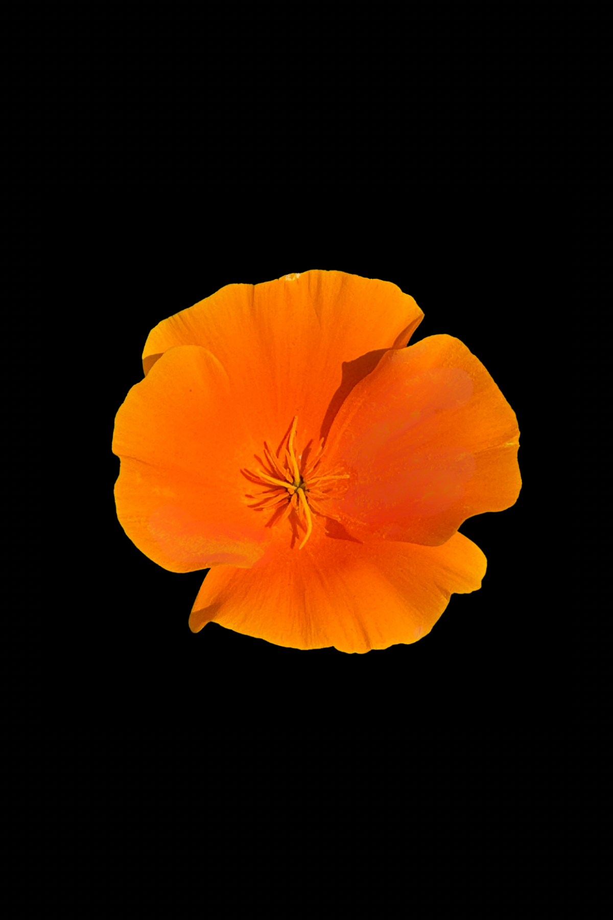 Flower Photo 4”x6” Mini Print - Black Background