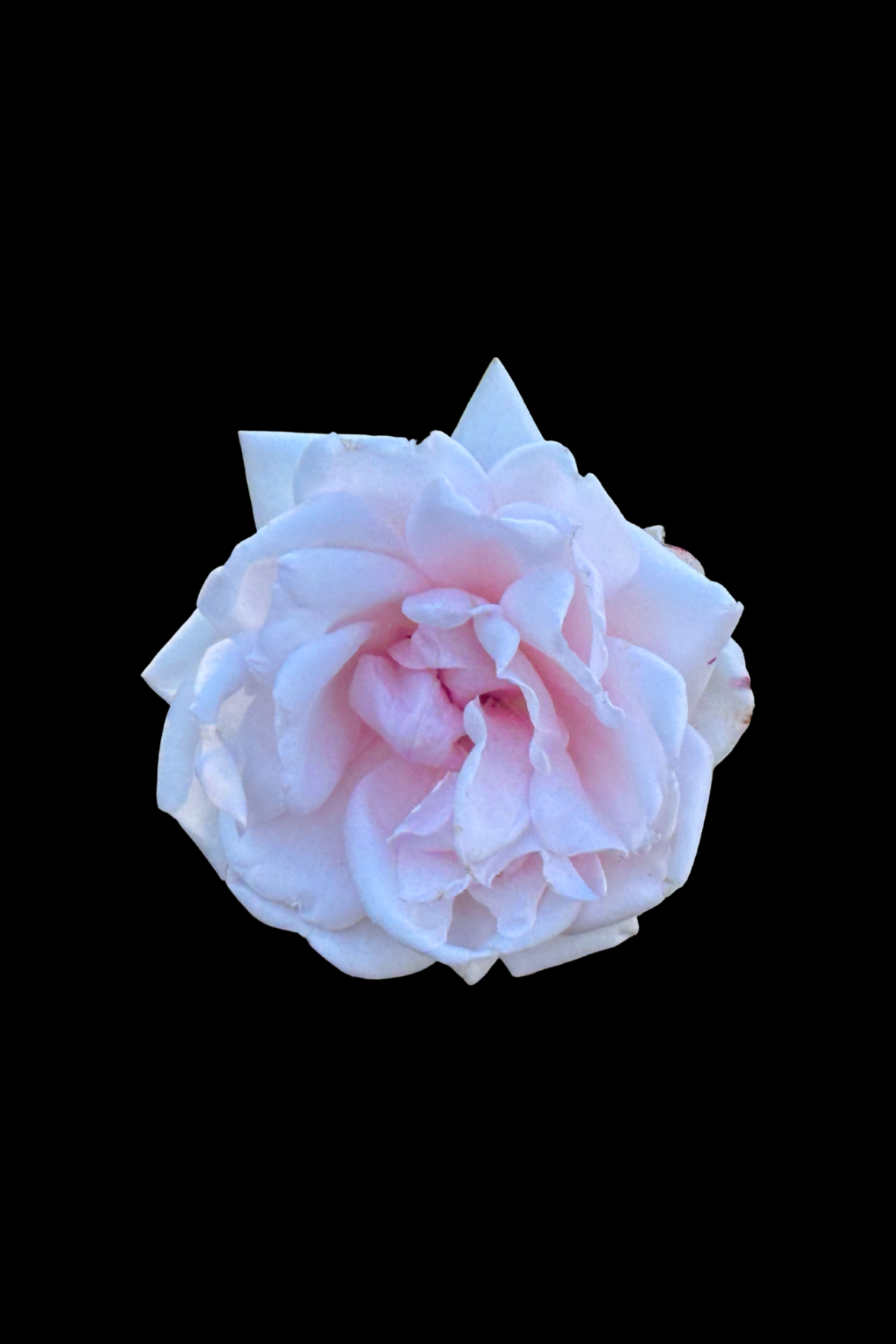 Flower Photo 4”x6” Mini Print - Black Background