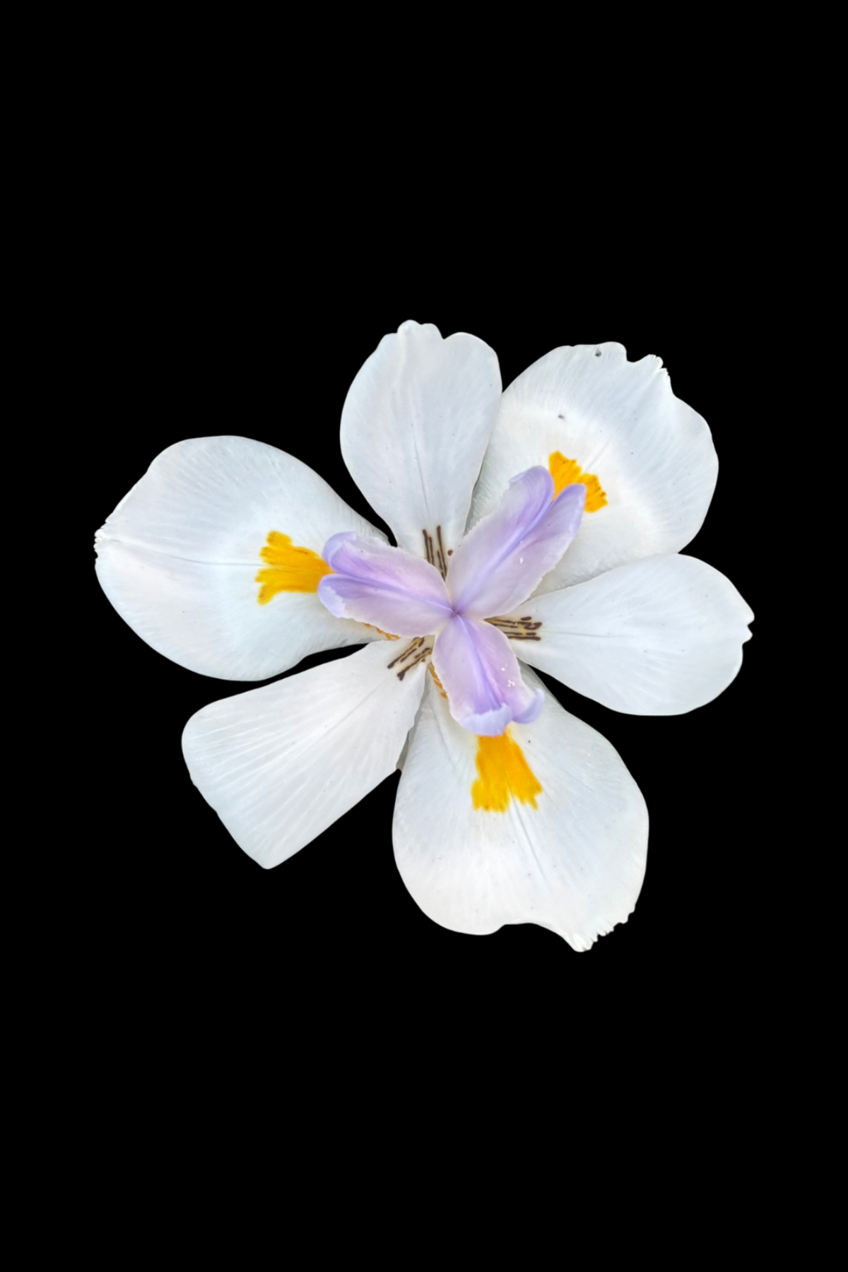 Flower Photo 4”x6” Mini Print - Black Background