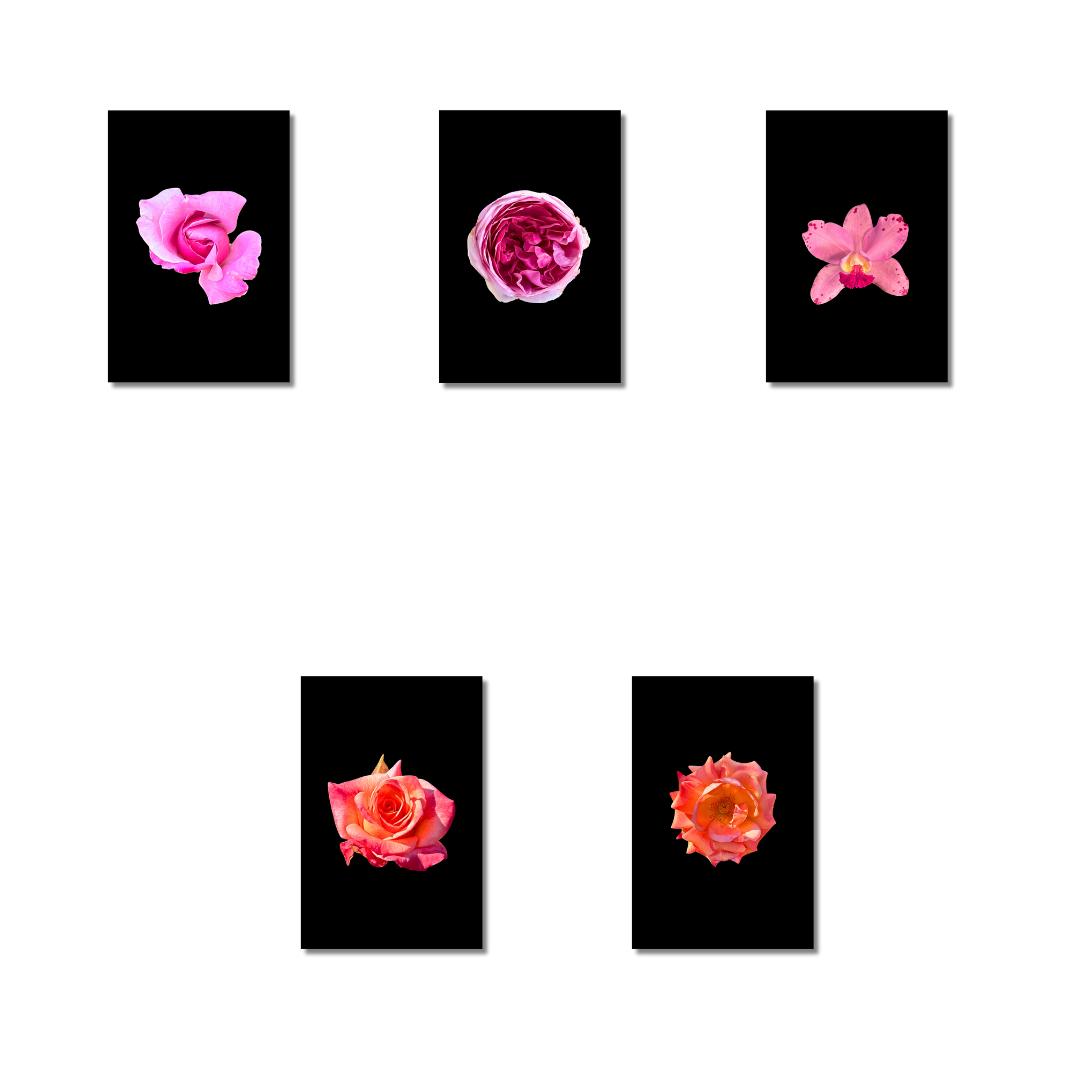 Flower Photo 4”x6” Mini Print - Black Background