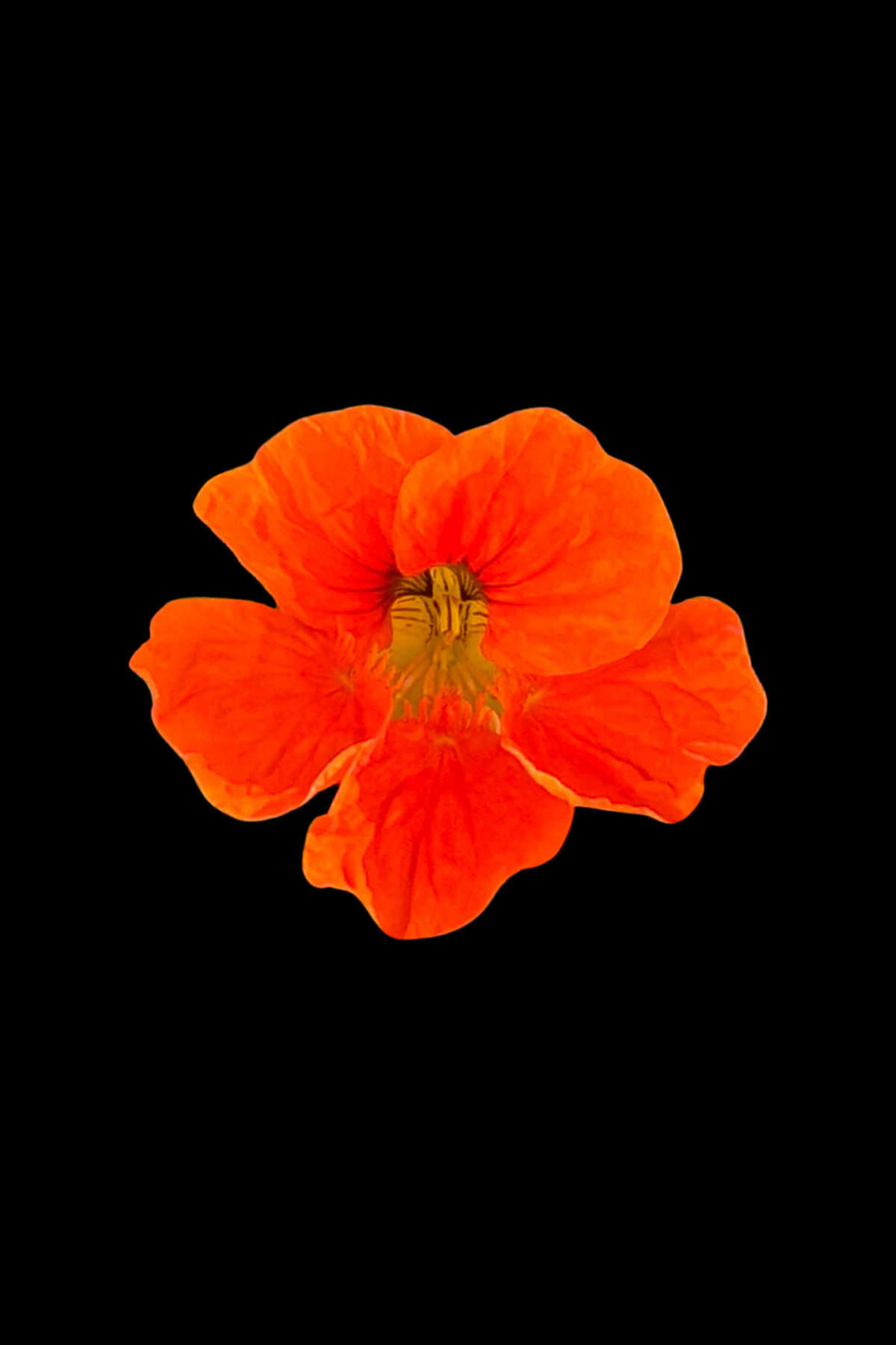 Flower Photo 4”x6” Mini Print - Black Background