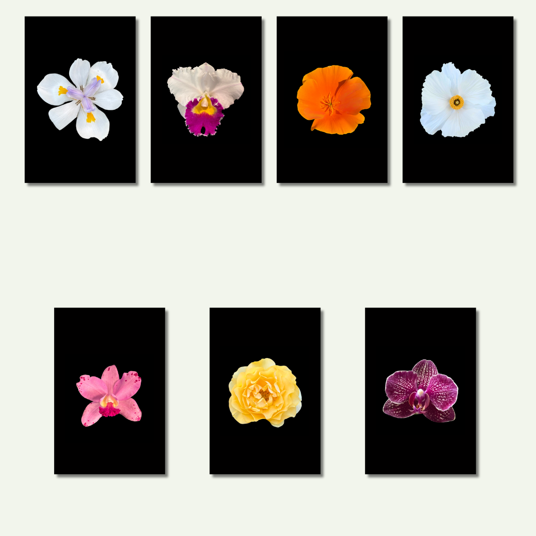 Flower Photo 4”x6” Mini Print - Black Background