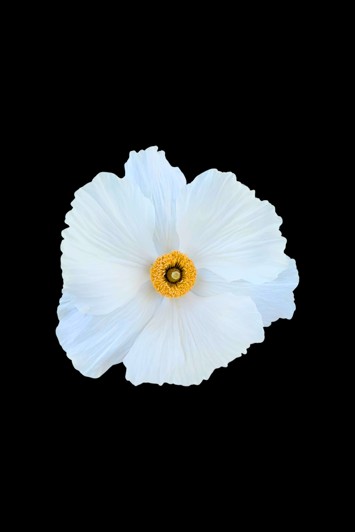Flower Photo 4”x6” Mini Print - Black Background