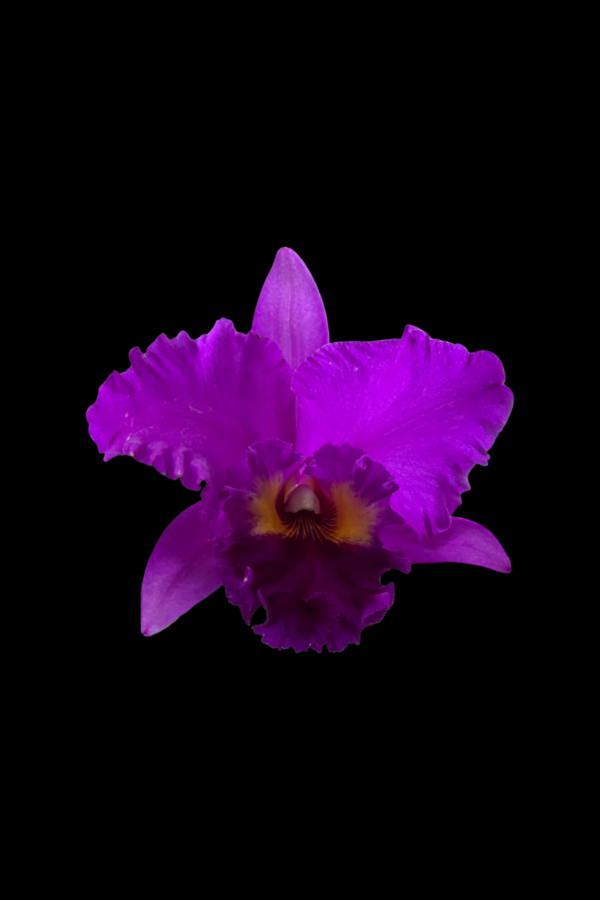 Flower Photo 4”x6” Mini Print - Black Background