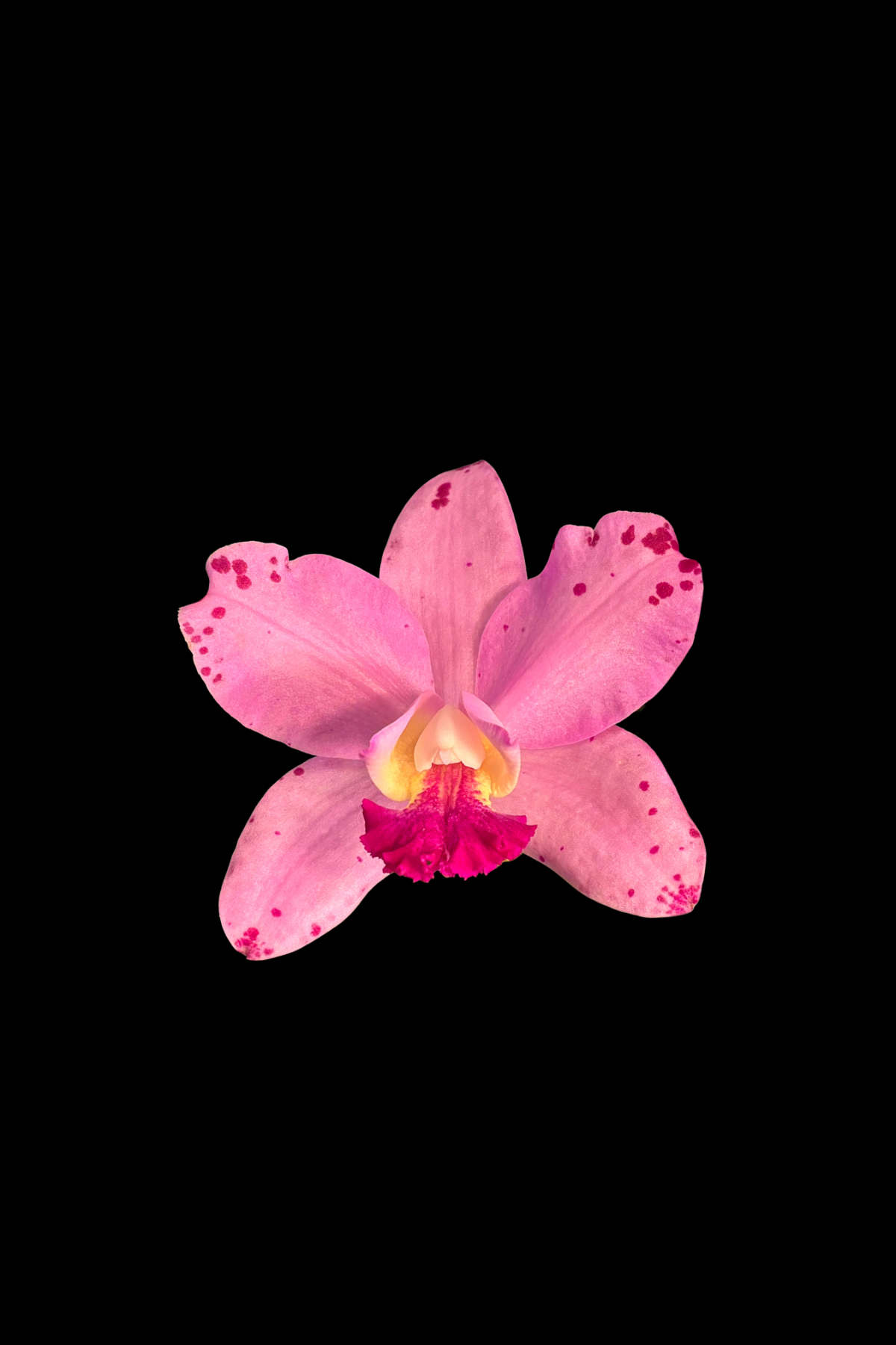 Flower Photo 4”x6” Mini Print - Black Background