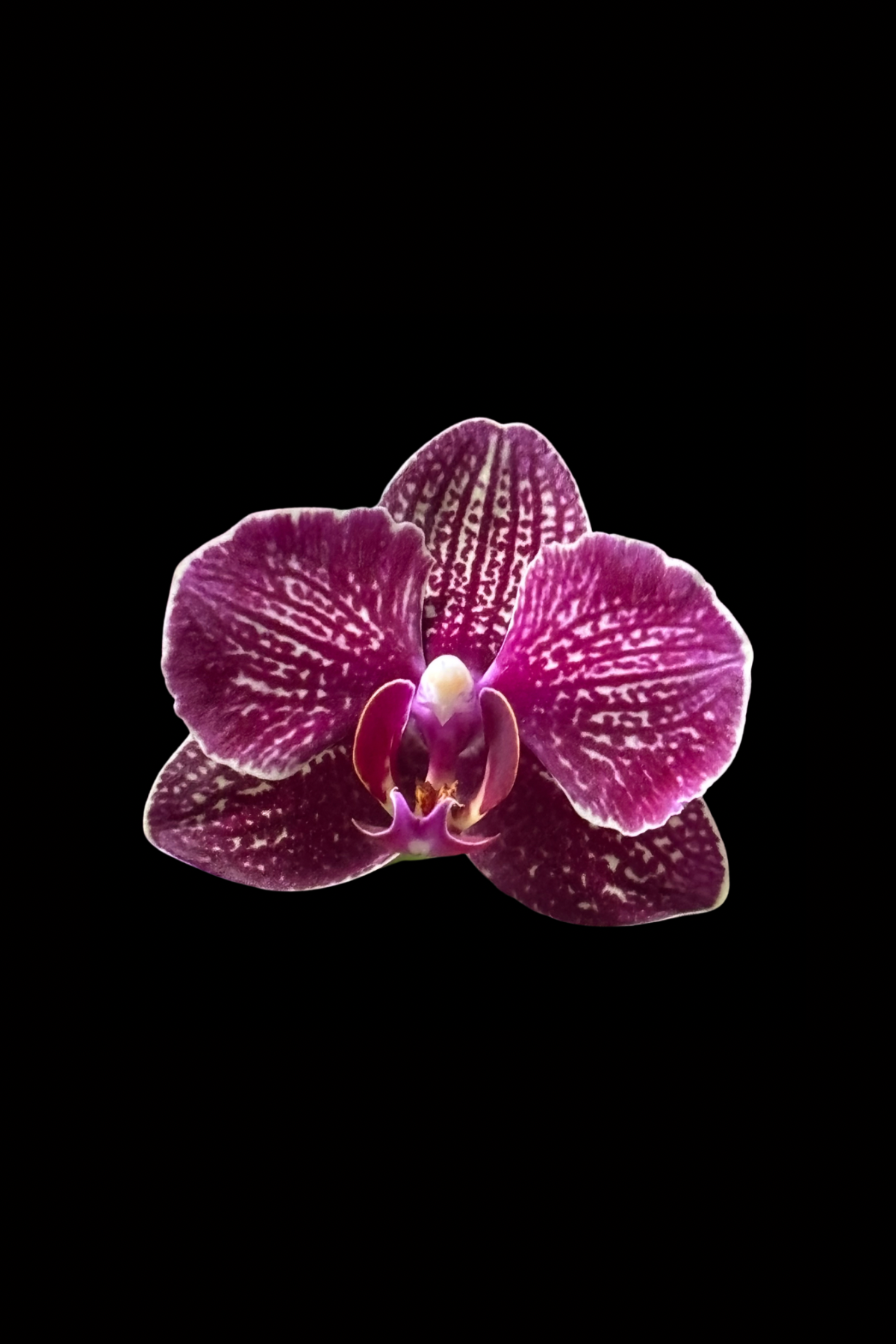 Flower Photo 4”x6” Mini Print - Black Background