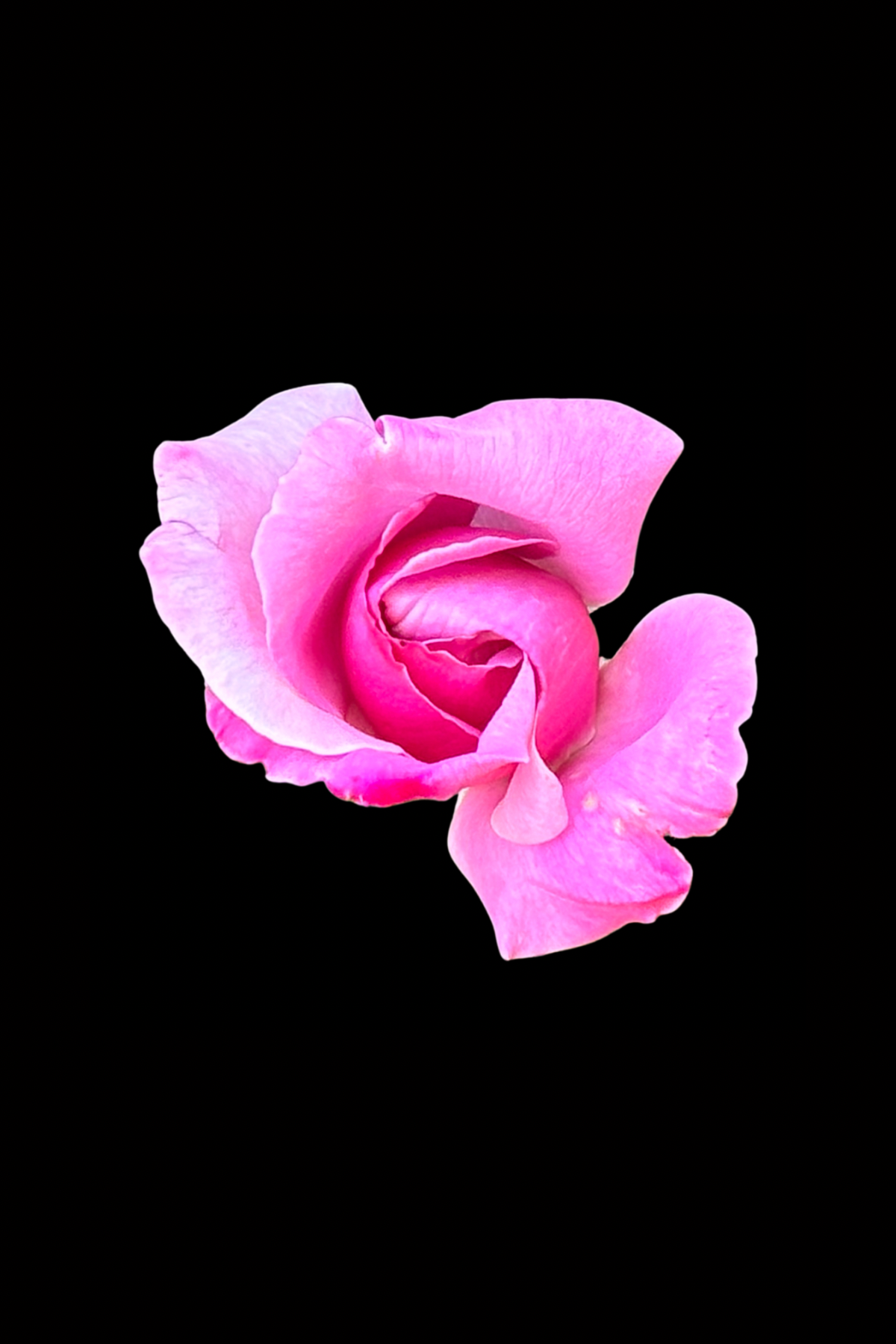 Flower Photo 4”x6” Mini Print - Black Background