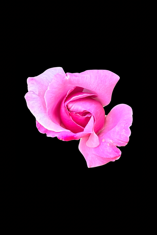 Flower Photo 4”x6” Mini Print - Black Background