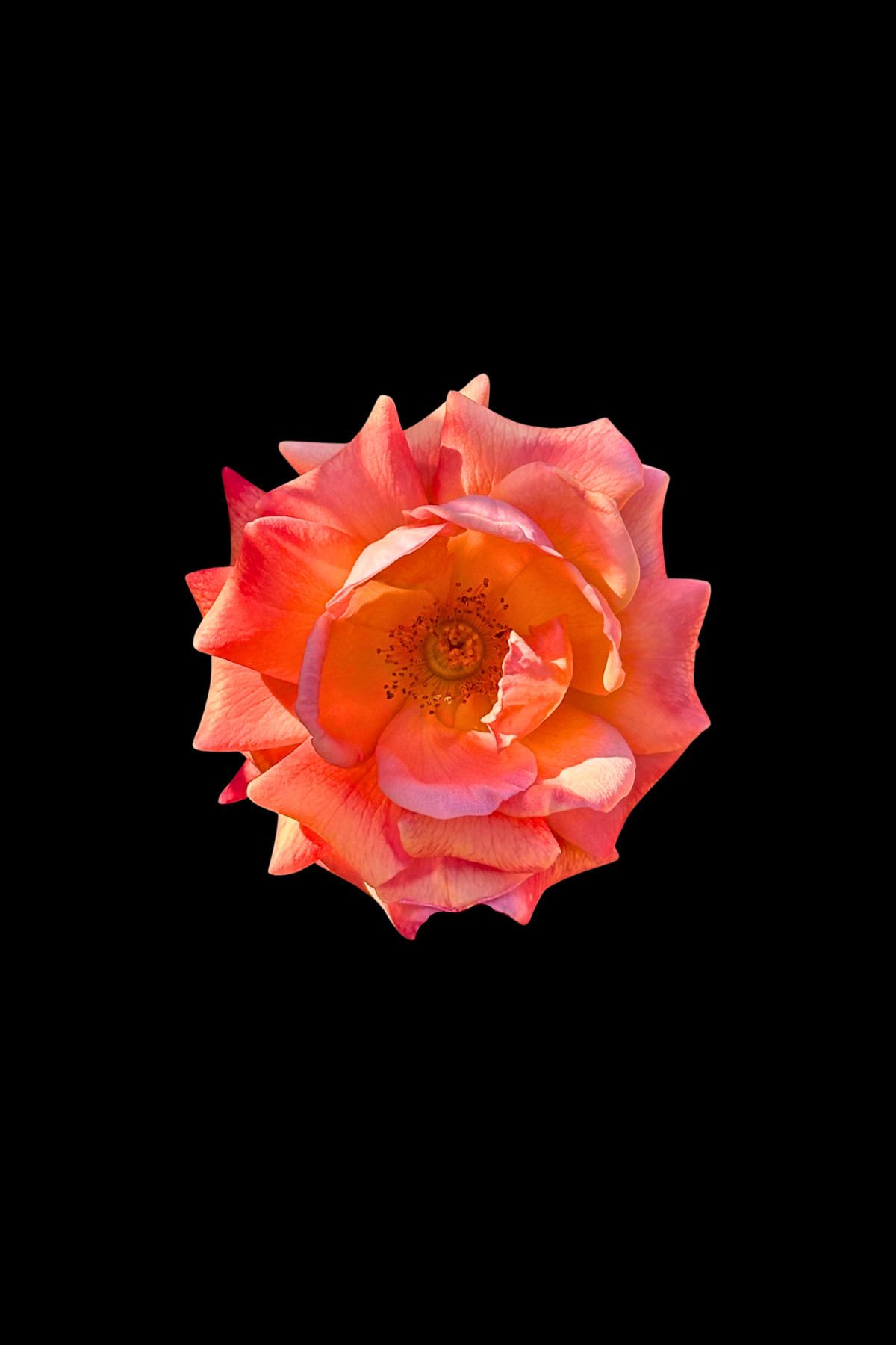 Flower Photo 4”x6” Mini Print - Black Background