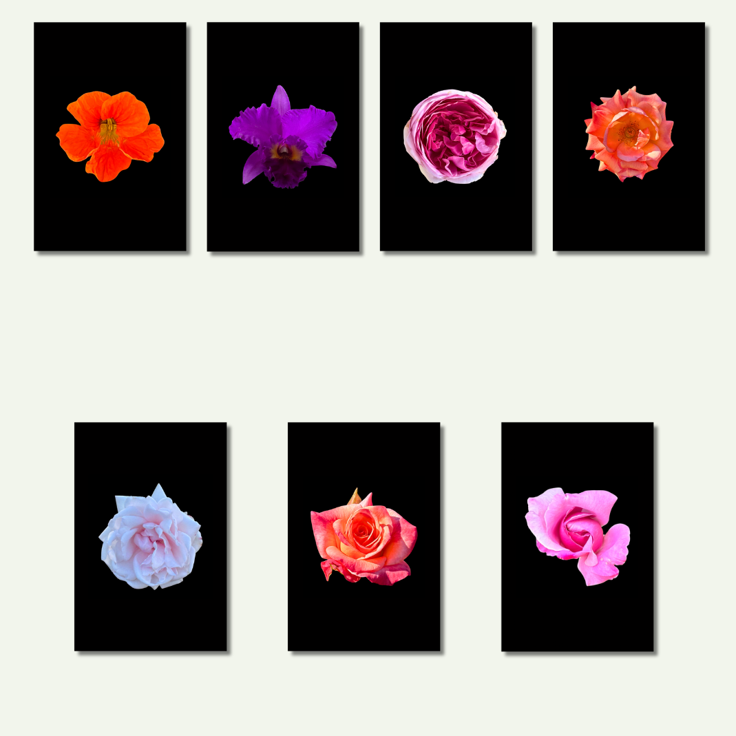 Flower Photo 4”x6” Mini Print - Black Background