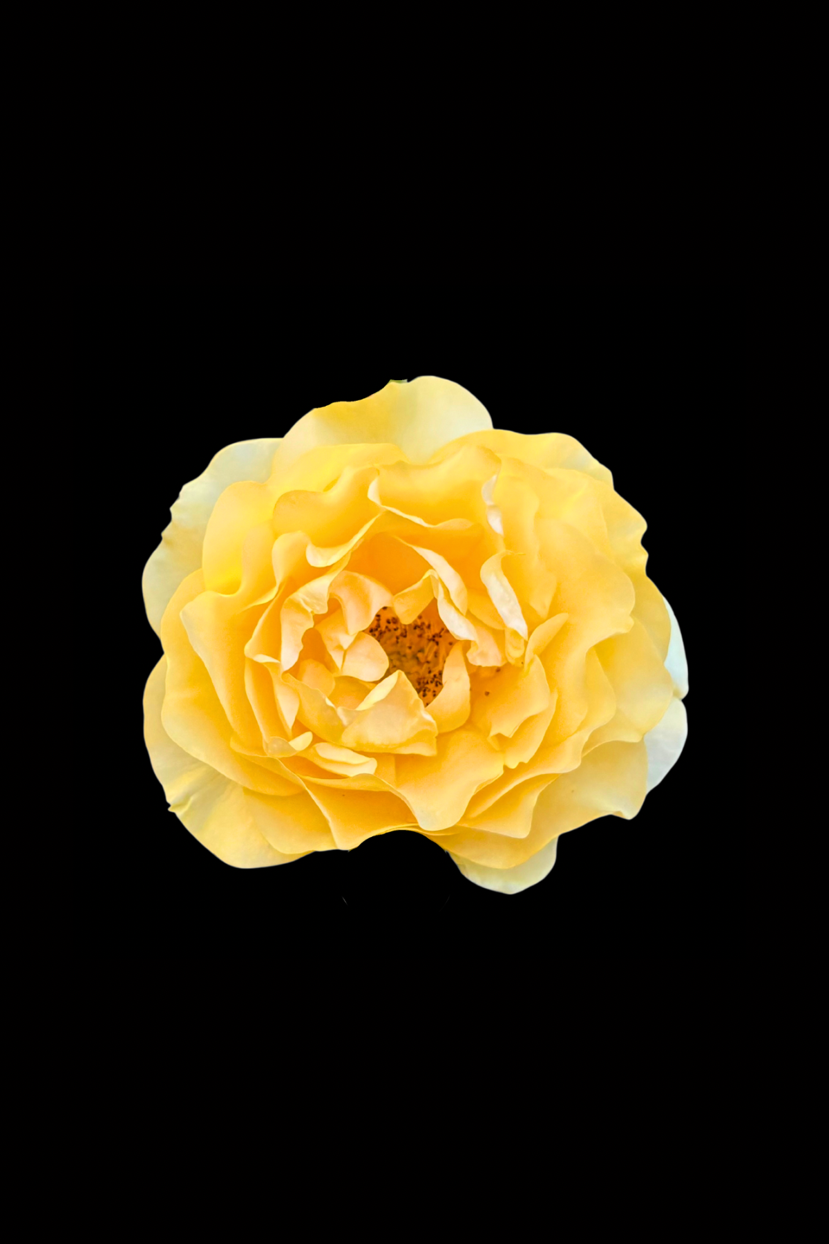 Flower Photo 4”x6” Mini Print - Black Background