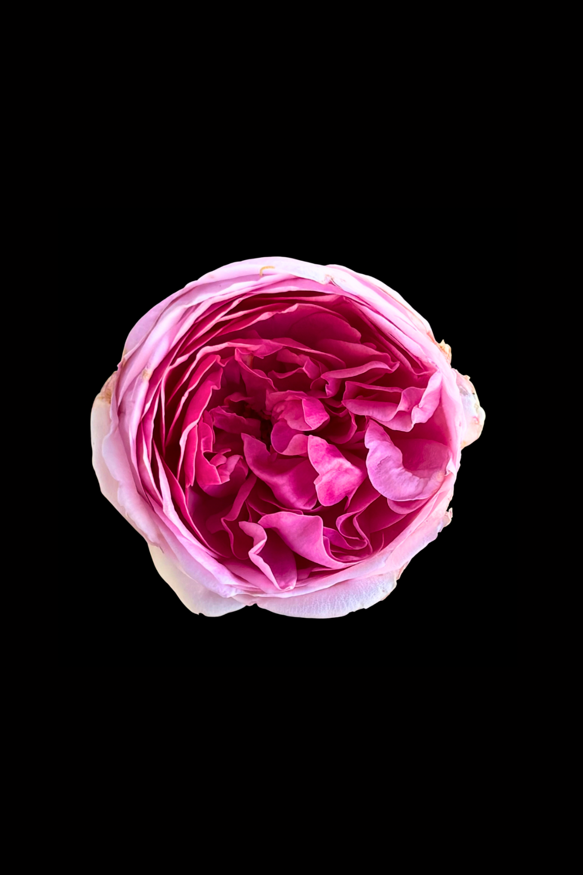 Flower Photo 4”x6” Mini Print - Black Background