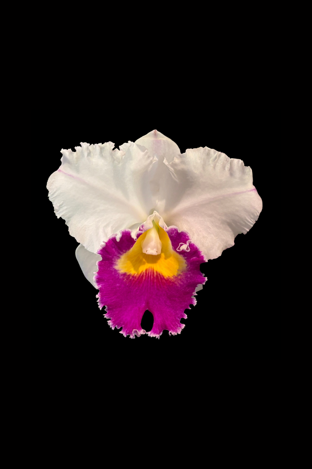 Flower Photo 4”x6” Mini Print - Black Background