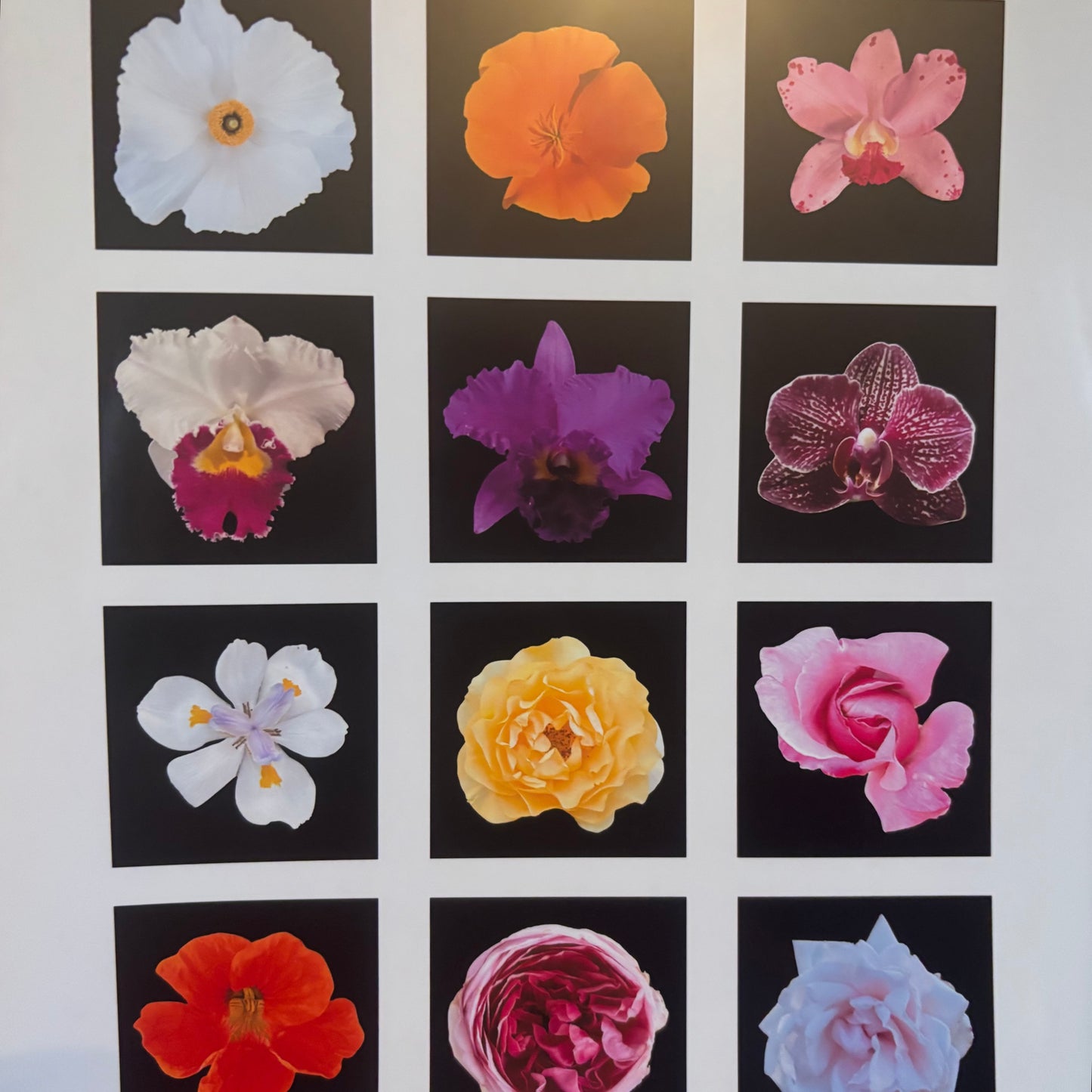 FLOWER PHOTO SQUARE MAGNET SET
