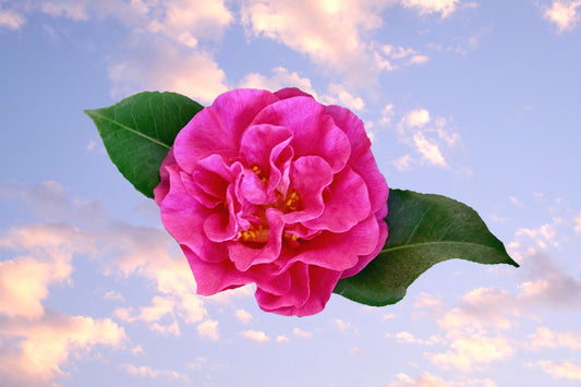 Pastel Sky Common Camellia Mini Print