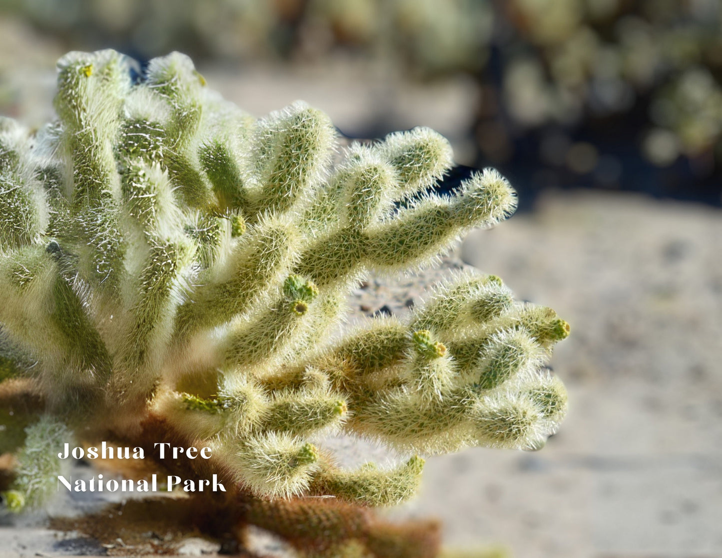 Joshua Tree Photo Postcard - Blank